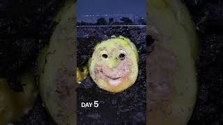 Potato Slices To Soil Time Lapse [upl. by Noneek992]