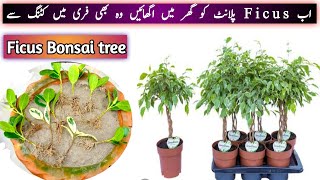 Propagation of Ficus Plant from cutting  how to grow any ficus from cutting with 100 Results [upl. by Aeila]