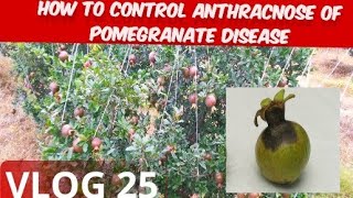 How to control Anthracnose disease in pomegranate 🌱 [upl. by Camilia]