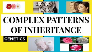 COMPLEX PATTERNS OF INHERITANCE  INCOMPLETE DOMINANCE CODOMINANCE POLYGENIC TRAITS EPISTASIS [upl. by Mckinney]