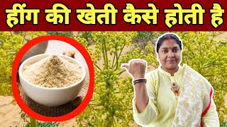 हींग की खेती  Hing farming  हींग कैसे बनता है  asafoetida Farming  hing ki kheti  Hing Plant [upl. by Ettebab362]