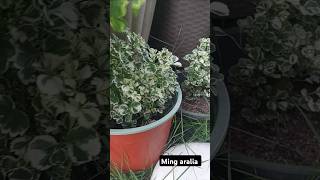 Ming aralia potts aralia gardenlover garden homegarden gardening ytshorts shots [upl. by Nickolas]