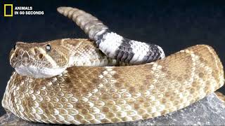 Red Diamondback RattleSNAKE Deadly Snake That Bites 4 Times in its Mouth 🐍 [upl. by Drofnats154]