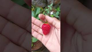 Fine strawberry strawberry stroberi farming nature strobery stroberry fruit garden [upl. by Birck]