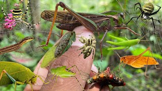 Hunt leaf grasshoppers and red dragonflies in the habitat [upl. by Yttocs]