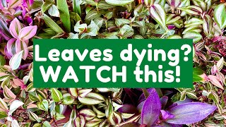 Why The Leaves On Your Tradescantia Are Dying  Tradescantia Care Guide [upl. by Rosner]