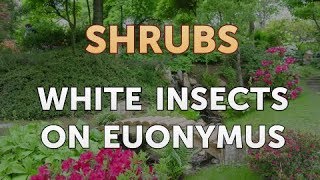 White Insects on Euonymus [upl. by Rus564]