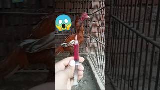 😰😱Aseel treatment injection 💉 b12 😱blood waste ytshort aseeleggs rooster experiment aseeleggs [upl. by Alenairam]