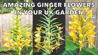 How to Grow Hardy Gingers for Amazing Scented Tropical Flowers Hedychium gardnerianum Tips [upl. by Cresa427]