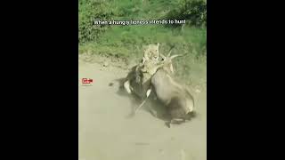 😱OMG Lioness in Action  Lioness Hunt Antelope in Mid Air wildlife hunting lionesses [upl. by Hobbs]