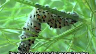 Tachinidae  Buquetia musca parasitizes a caterpillar of Papilio machaon [upl. by Hilarius]