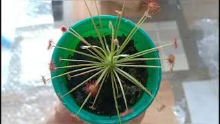 Drosera Paradoxa [upl. by Lucius]