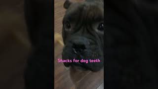 Snacks for dog teeth [upl. by Loydie]