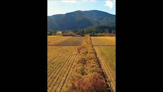 Incredible Fall Foliage of Napa Valley Vineyard from Above [upl. by Marcela]