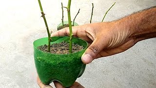 Grow roses from cuttings  Gardening ideas [upl. by Dihsar7]