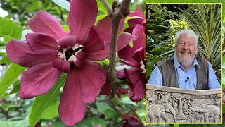 ARBRE AUX ANÉMONES DES FLEURS PARFUMÉES AUX COULEURS TRÈS SURPRENANTES Le Quotidien du Jardin N°247 [upl. by Farlee]