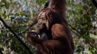 Ternyata Pulau Borneo Mempunyai Kehidupan Yang Banyak Orang Tidak Tahu  Episode Orangutan [upl. by Odnalra]