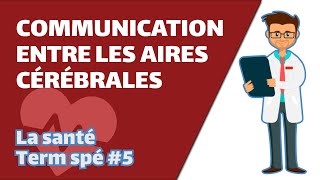 Communication entre les aires cérébrales SVT  SANTÉ Term spé 5  Mathrix [upl. by Stevie]