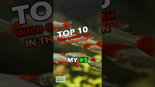 TOP 10 WILD CAUGHT FISH IN THE AMAZON 5 [upl. by Areek]