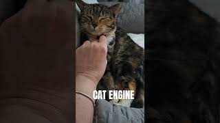 Who likes cat engines subscribe trending viral shorts short youtubeshorts [upl. by Aicilyt]