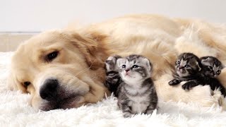 Dog Raised Foster Kitten Grows Up Believing Hes a Big Dog  Day 1  Day 60 [upl. by Scarrow]