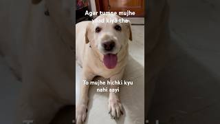 Hichki nahi aayi…😙😙labrodar doglover 2024 funnycomedy [upl. by Lenoel]