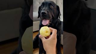 My Dog Loves Apple doglover lucky [upl. by Backer]