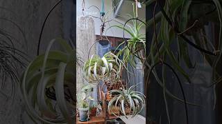 My Tillandsia mini collection tillandsia nature relaxingmusic [upl. by Kaye777]