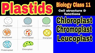 Plastids Types Structure and Functions  Ibad Biology [upl. by Oigroeg]