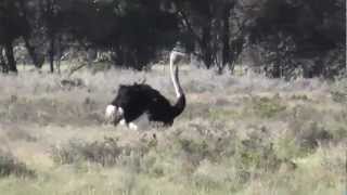 Ostrich Afrikanische Strauß Struthio camelus [upl. by Sopher339]