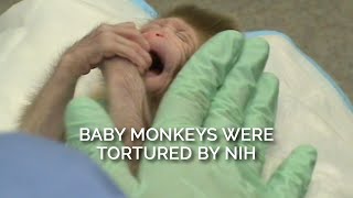 Baby Monkeys Were Tortured by NIH [upl. by Atalya]