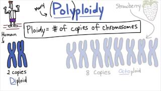 Polyploidy  Tales from the Genome [upl. by Arhsub]