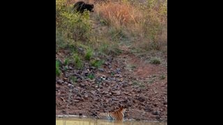 Tigress amp Sloth Bear  Tadoba [upl. by Rhyner]