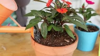 How to Keep Impatiens Alive Indoors Through the Winter  Indoor Planting [upl. by Nosyla]