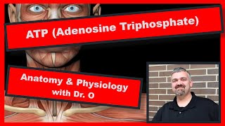 ATP Adenosine Triphosphate Anatomy and Physiology [upl. by Thorlay825]