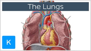 Lungs Definition Location amp Structure  Human Anatomy  Kenhub [upl. by Bernardi]