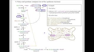 513 Understand not memorize metabolism Postprandial Fatty acid synthesis [upl. by Monarski897]