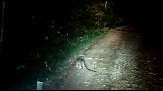 Clouded leopard spotted at Danum Valley Conservation Area [upl. by Nady]