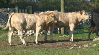 Charolais Suckler Calves from an Upland Farm [upl. by Mechling]