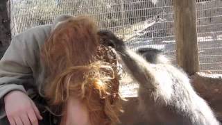 Monkey Grooming Me [upl. by Elish]