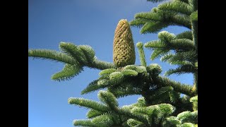 Keying Out Abies procera Pinaceae noble fir [upl. by Knowland331]