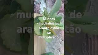 Fiz uma prateleira para as mudinhas de aranto 🌿olindapernambuco plantas vidasaudavel campo [upl. by Elsinore]