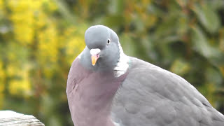 Wood Pigeon call [upl. by Liederman]