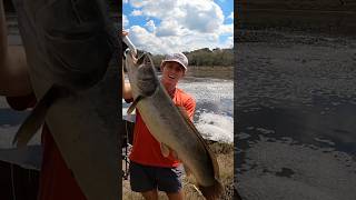 I caught a GIANT mudfish in this Spillway fishing spillwayfishing reels sportfishing giant [upl. by Juline]