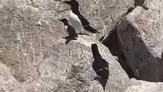 Razorbill Father Leads Chick to Sea from Projectpuffinorg [upl. by Olivann]