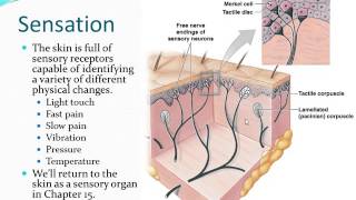 Integumentary System  Part 2 [upl. by Onaimad]