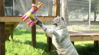 BIG Cats VS Piñatas [upl. by Vivle140]