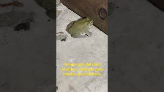 🐸 Bufo Alvarius 🐸 de Sonora🌵 [upl. by Gathers]