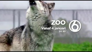 TVserie ZOO vanaf 4 januari bij SBS6 [upl. by Crystal684]