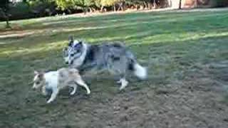 Shelties Playing 16 month vs 3 month old [upl. by Erot264]